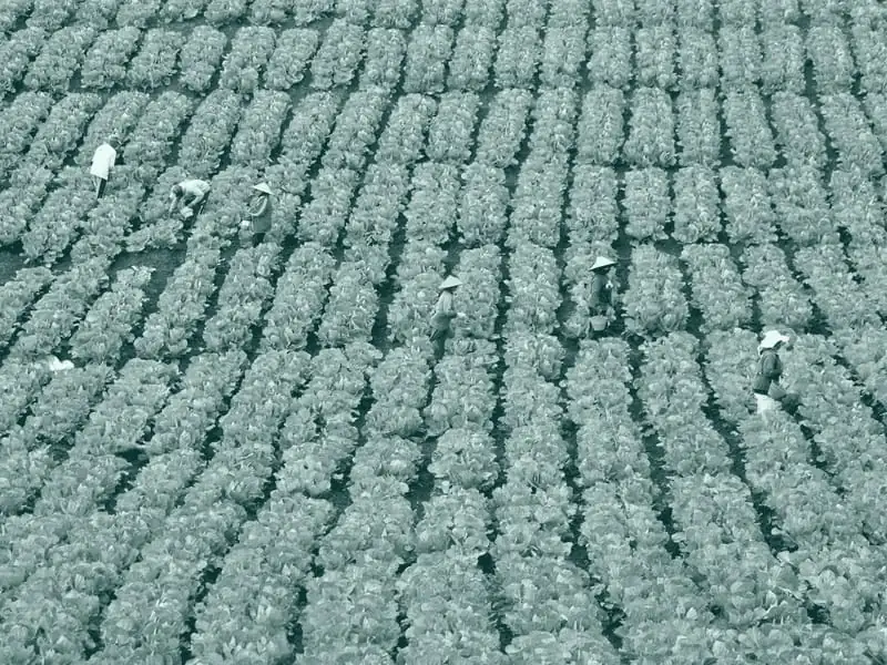 Campo y cooperativas agroalimentarias